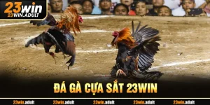 Đá Gà Cựa Sắt hq88 - Trải Nghiệm Thắng Lớn Mỗi Ngày